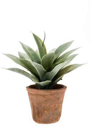 Agave 19cm/19lvs grey in tc pot age