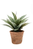 Agave 19cm/19lvs grey in tc pot age