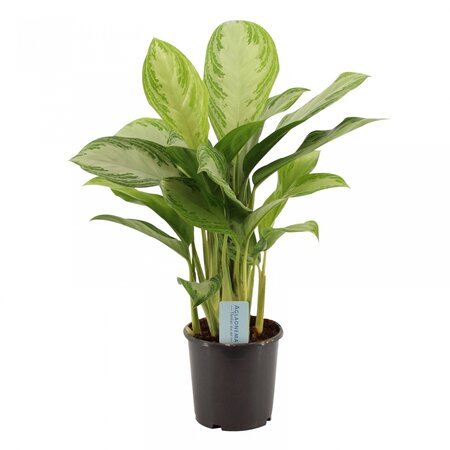 Aglaonema Silver Bay