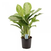 Aglaonema Silver Bay