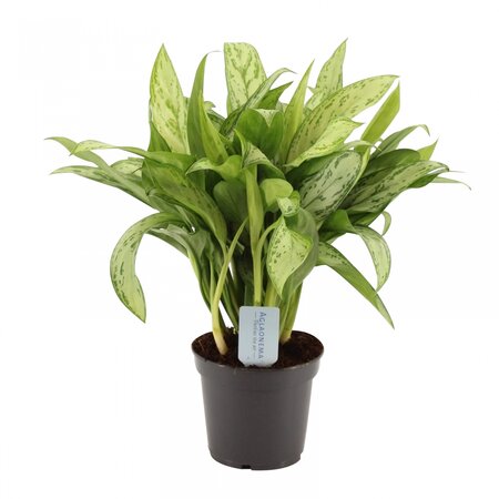 Aglaonema Silver Queen