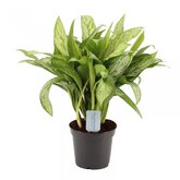 Aglaonema Silver Queen