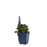 Ajuga reptans 'Atropurpurea' - afbeelding 2