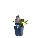 Ajuga reptans 'Atropurpurea' - afbeelding 4