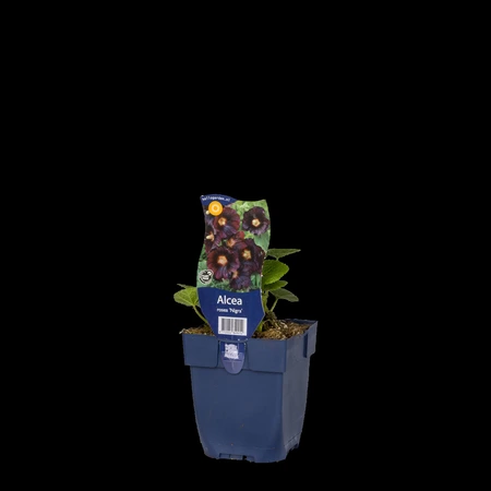 Alcea rosea 'Nigra' - afbeelding 2