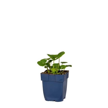 Alcea rosea 'Nigra' - afbeelding 1