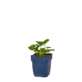 Alcea rosea 'Nigra' - afbeelding 1