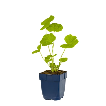 Alcea rosea 'Pleniflora' Rood - afbeelding 1