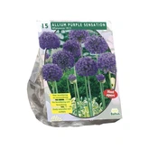 Allium Aflatunense Purple Sensation per 15