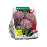 Allium Albopilosum Christophii per 5