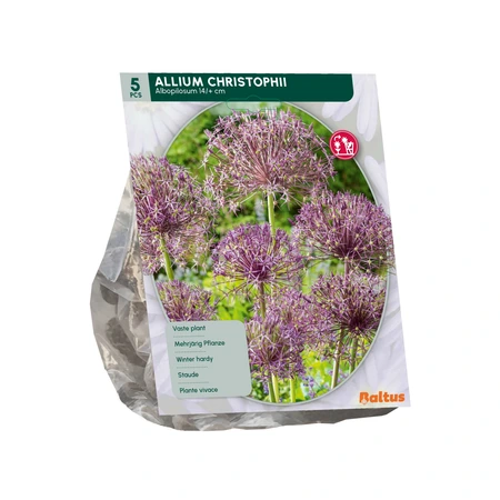 Allium Albopilosum Christophii per 5 - afbeelding 2