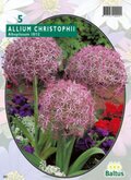 Allium Albopilosum Christophii per 5
