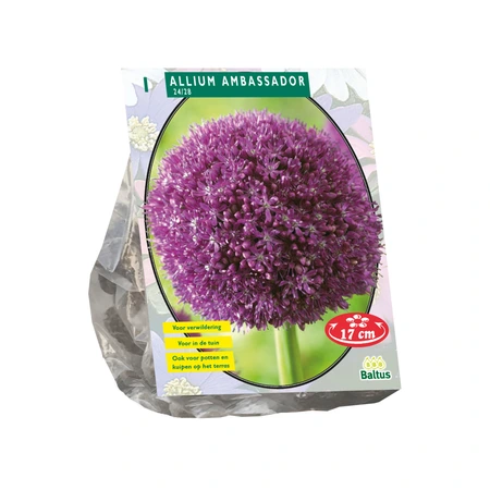 Allium Ambassador per 1 - afbeelding 1