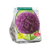 Allium Ambassador per 1