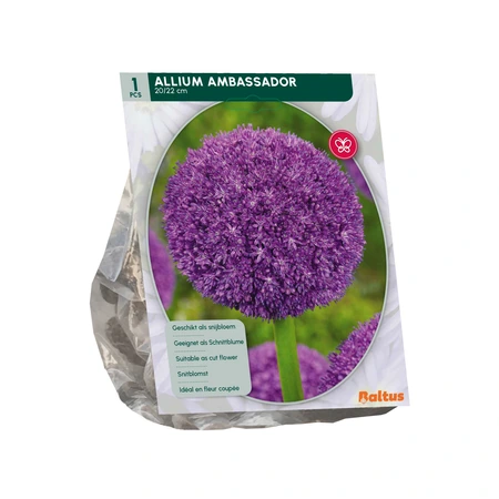 Allium Ambassador per 1 - afbeelding 2