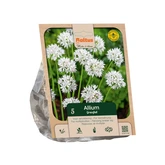 Allium amplectens Graceful Beauty per 5