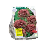 Allium Atropurpureum per 7