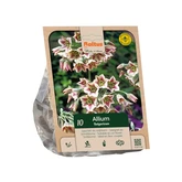 Allium Bulgaricum per 10