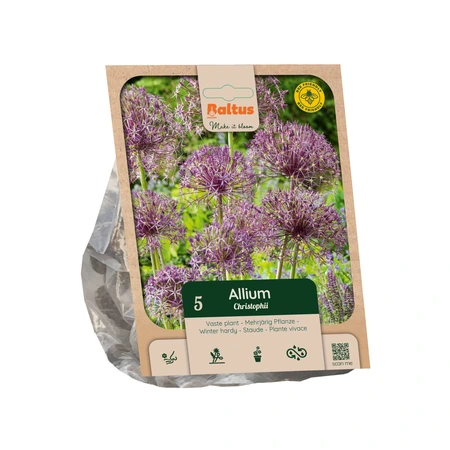 Allium christophii per 5