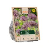 Allium christophii per 5