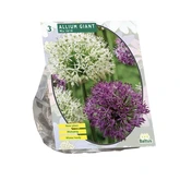 Allium Giant Mix per 3