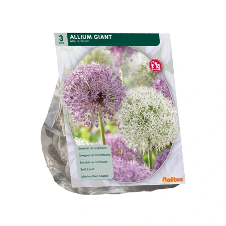 Allium Giant Mix per 3 - afbeelding 2