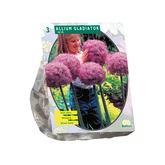 Allium Gladiator His Excellence per 3