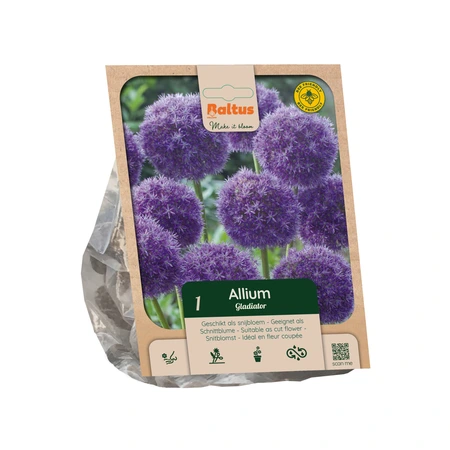 Allium Gladiator per 1