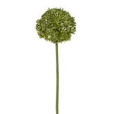 Allium groen - l60cm