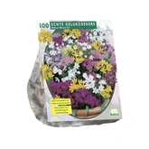 Allium Mix per 100
