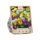 Allium Mixed per 30