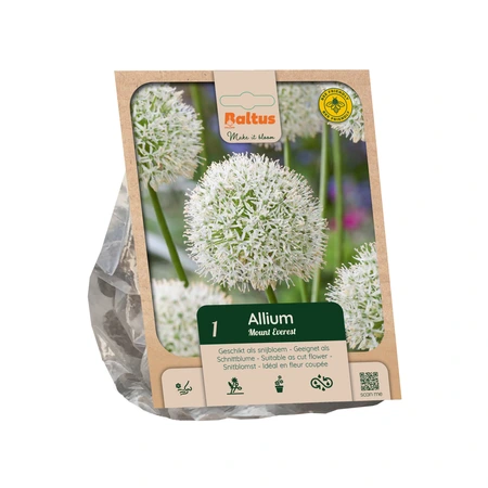 Allium Mount Everest per 1
