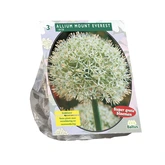 Allium Mount Everest per 3