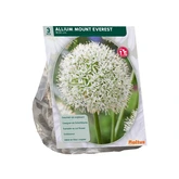 Allium Mount Everest per 3 - afbeelding 2