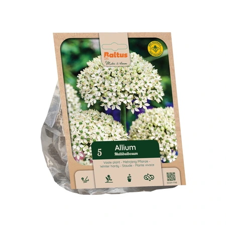 Allium Nigrum per 5