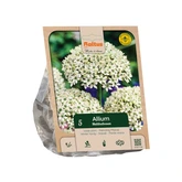 Allium Nigrum per 5