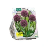 Allium Ostara per 5
