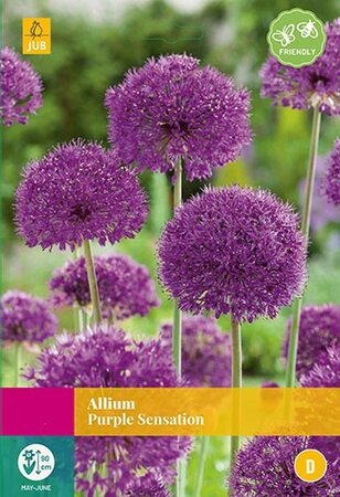 Allium Purple Sensation 15st