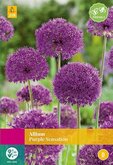 Allium Purple Sensation 15st