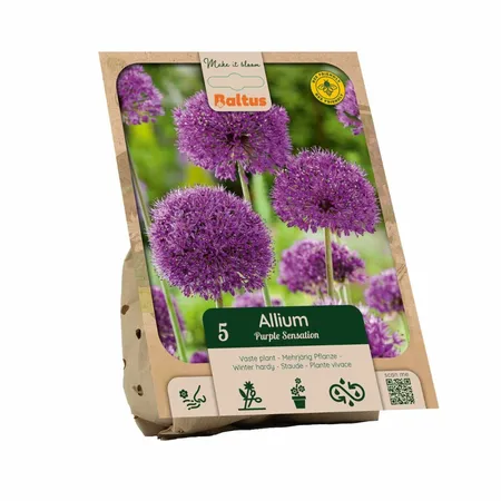 Allium Purple Sensation per 5