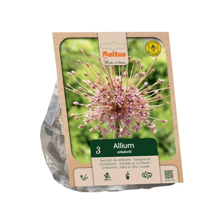 Allium schubertii per 3