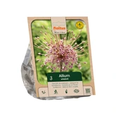 Allium schubertii per 3