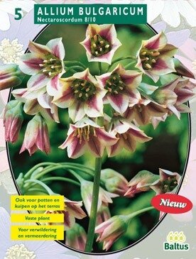 Allium Siculum Bulgaricum per 5