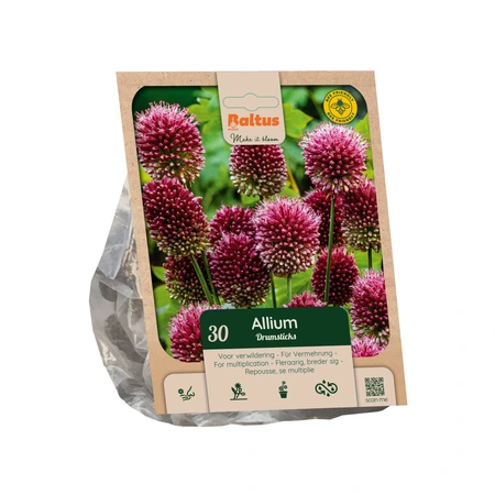 Allium sphaerocephalon per 30