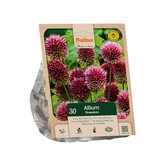 Allium sphaerocephalon per 30