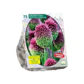 Allium Sphaerocephalon per 75