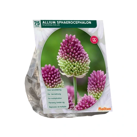 Allium Sphaerocephalon per 75 - afbeelding 2