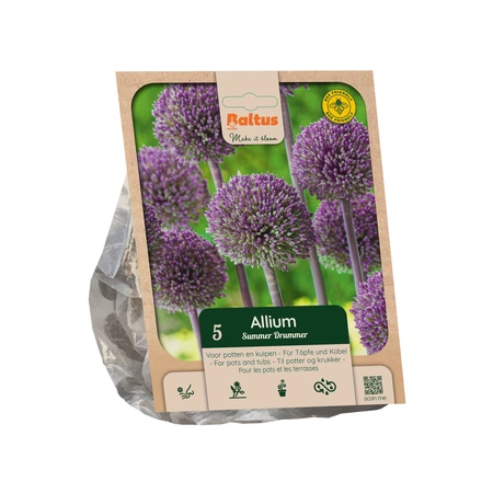 Allium Summer Drummer per 5