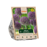 Allium Summer Drummer per 5