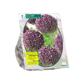 Allium Summer Drummer per 7